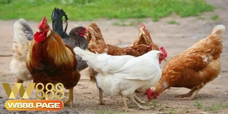 Dấu hiệu nhận biết sớm bệnh đường ruột ở gà để xử lý kịp thời