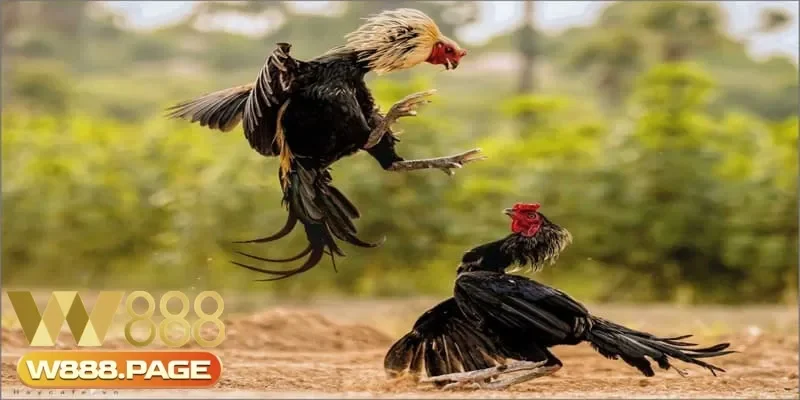 Tạo môi trường sống thoáng mát với kỹ thuật nuôi gà chọi