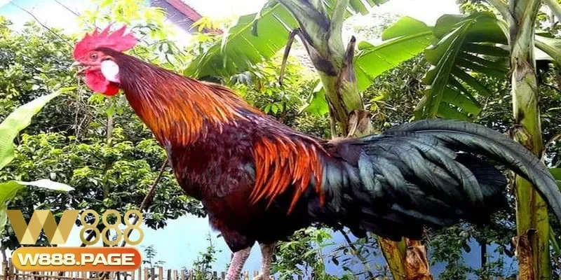 Vì sao cần biết cách phân biệt tiếng gà gáy trong nuôi gà đá